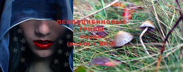 PSILOCYBIN Каменногорск